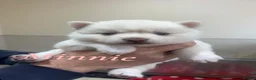 Pomsky dogs for sale: Pomsky Puppy's  - Advert 4