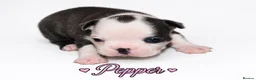 Boston Terrier dogs for sale: KC registered Boston Terrier Puppies  in Swanage - Advert 26