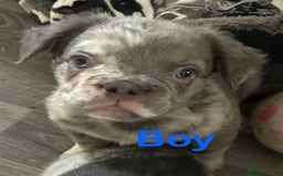 French Bulldog dogs for sale: 🐾Ready now 🔥Fluffy French bulldogs🔥🐾 in Rotherham - Image 24
