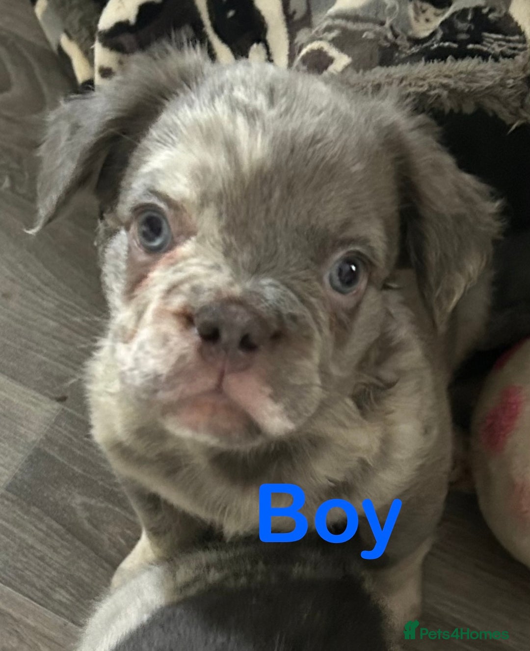 French Bulldog dogs for sale: 🐾Ready now 🔥Fluffy French bulldogs🔥🐾 in Rotherham - Image 24