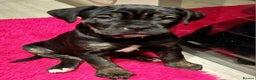 Mixed Breed dogs for sale: Cane Corso cross American bulldog puppy - Advert 14