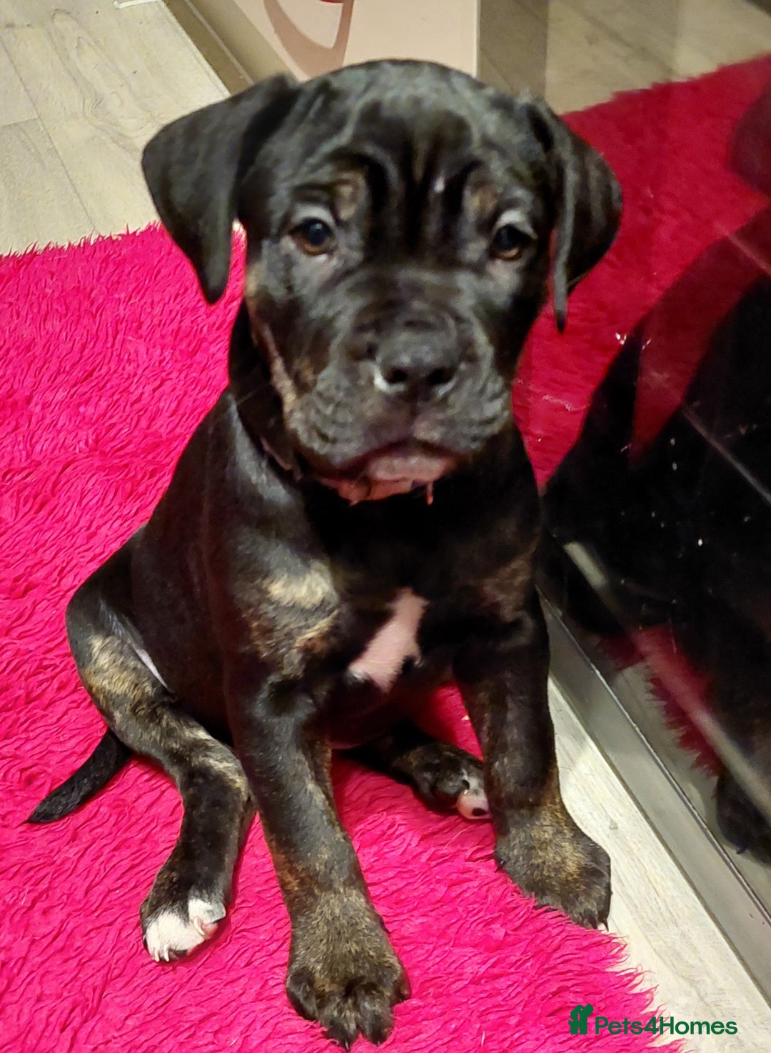 Mixed Breed dogs for sale: Cane Corso cross American bulldog puppy - Advert 14