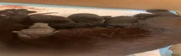Mixed Breed cats for sale: Adorable 8 WO Kittens Looking for Loving Homes - Advert 8