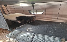 Ferret rodents for sale: Male 6 month old Skunk looking for new home  - Image 3
