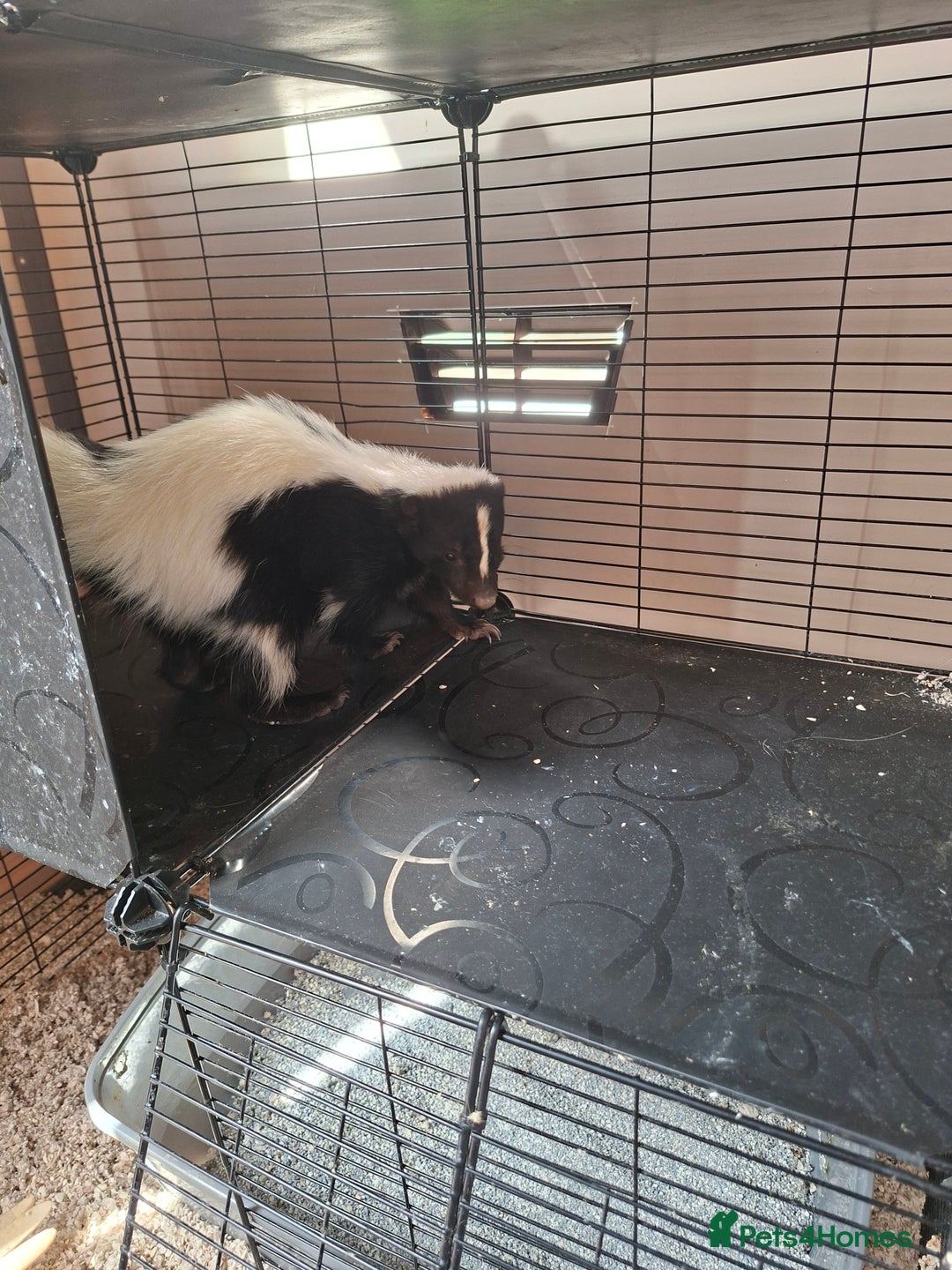 Ferret rodents for sale: Male 6 month old Skunk looking for new home  - Image 3