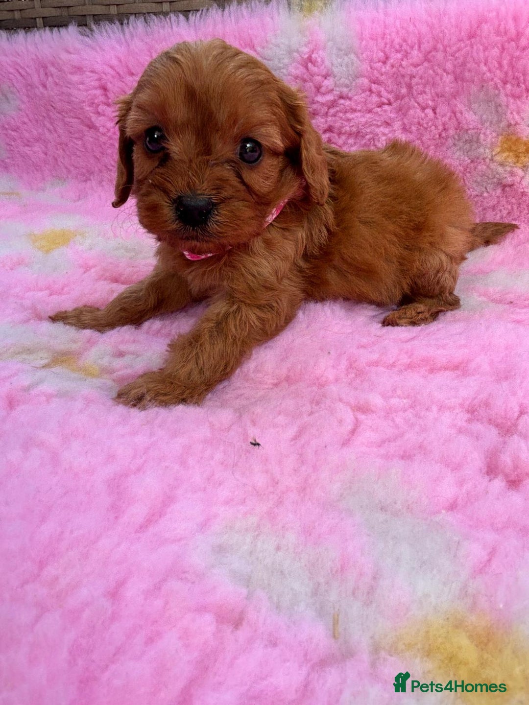 Cavapoo dogs for sale: *red cavapoos* - Image 5