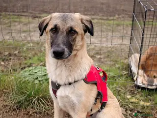 Mixed Breed dogs 💛MILO💛 – a handsome puppy boy for a Loving Home - Advert 10