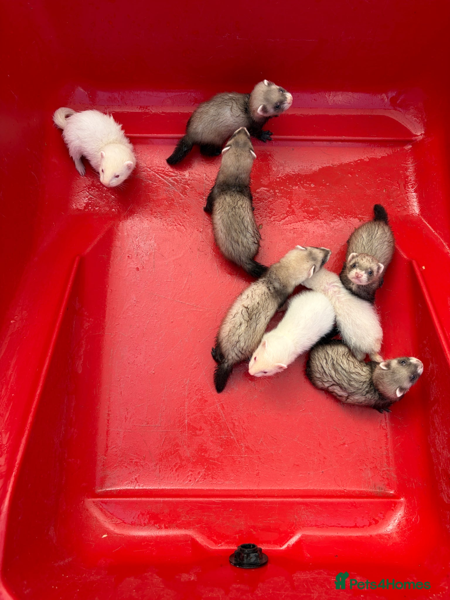 Ferret rodents Ferret kits - Advert 2