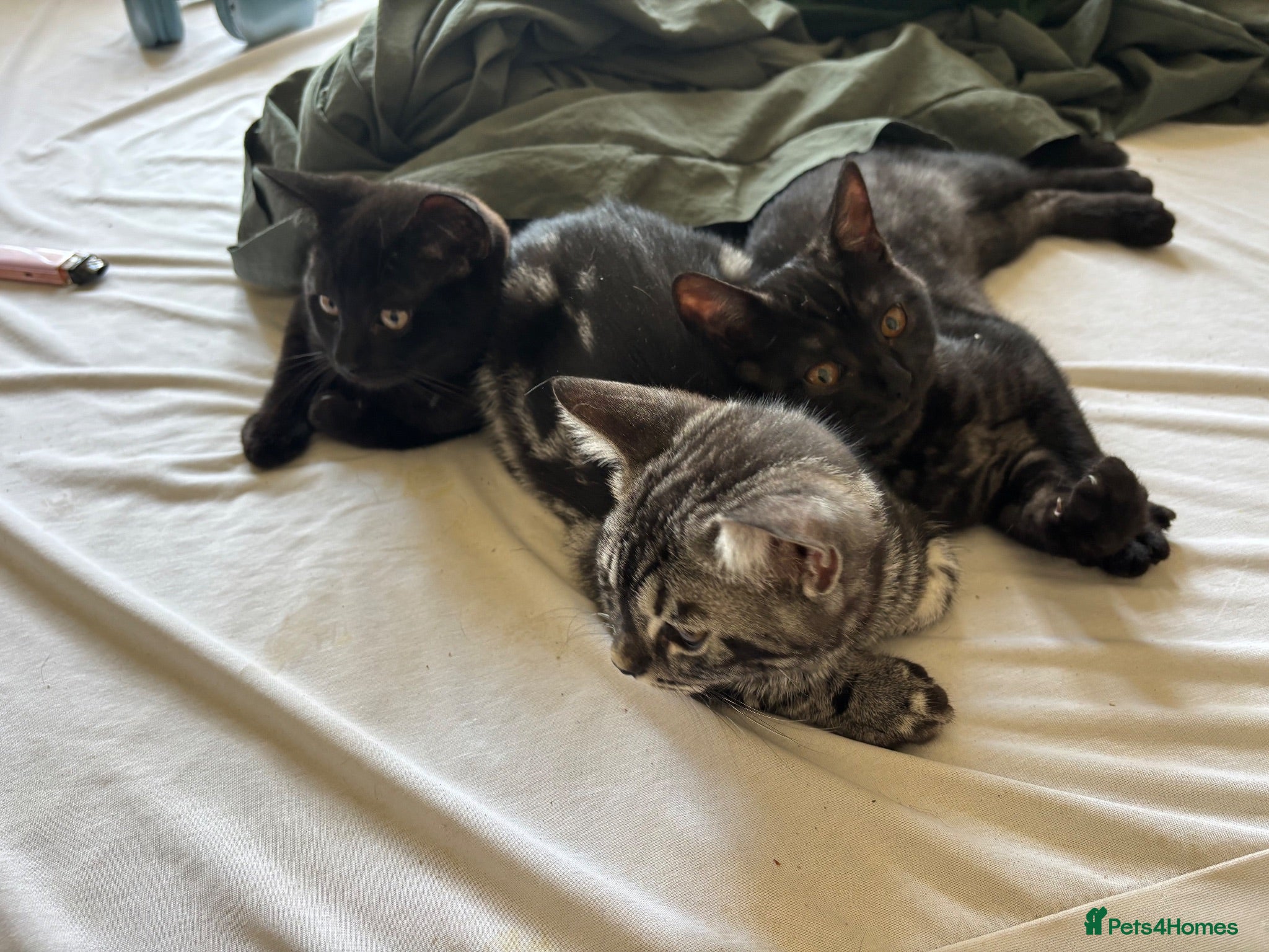 Bengal cats Bengal cross British shorthair kittens  - Advert 11