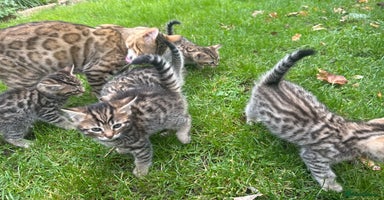 Bengal cats - Advert 15