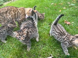 Bengal cats - Advert 3