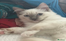 Ragdoll cats for sale: Blue mitted and bicolour ragdolls - Image 12