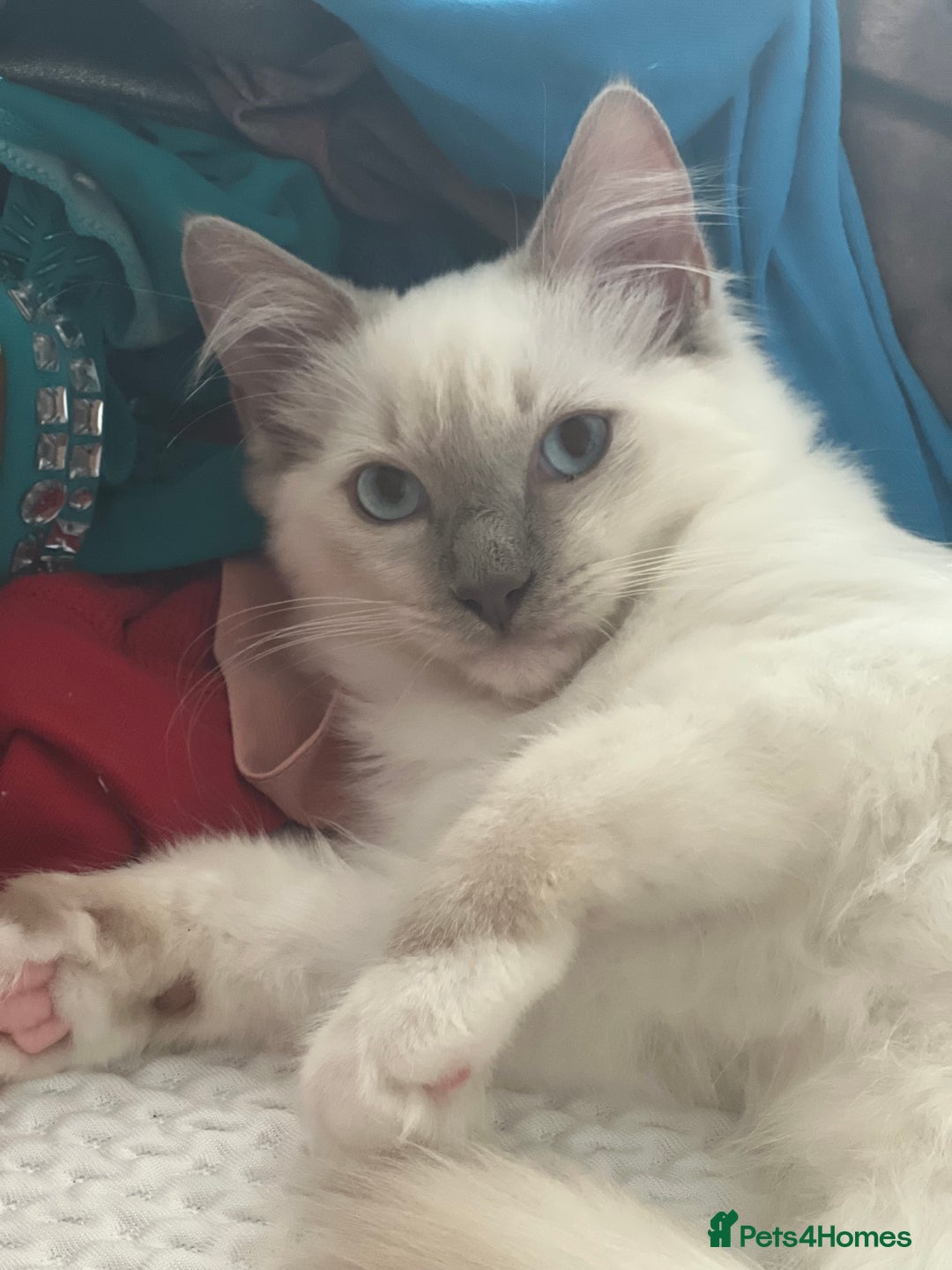 Ragdoll cats for sale: Blue mitted and bicolour ragdolls - Image 12