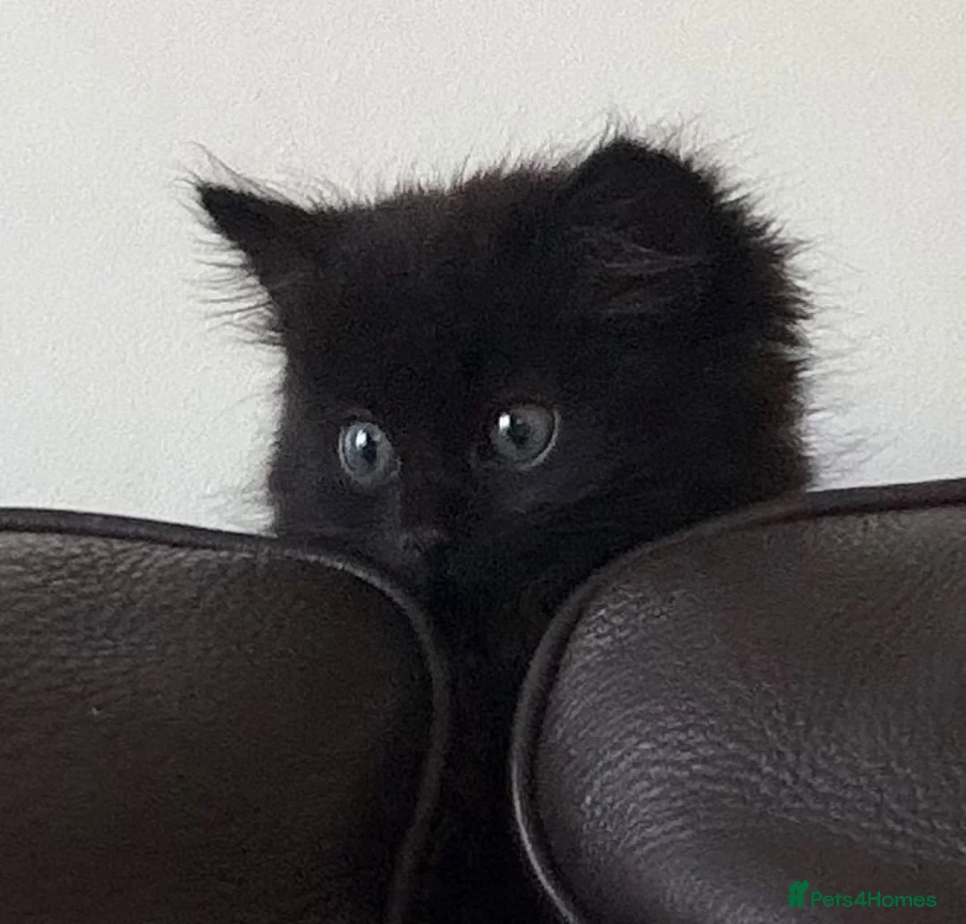 Mixed Breed cats for sale: Beautiful Kitten needs a loving home! - Advert 2