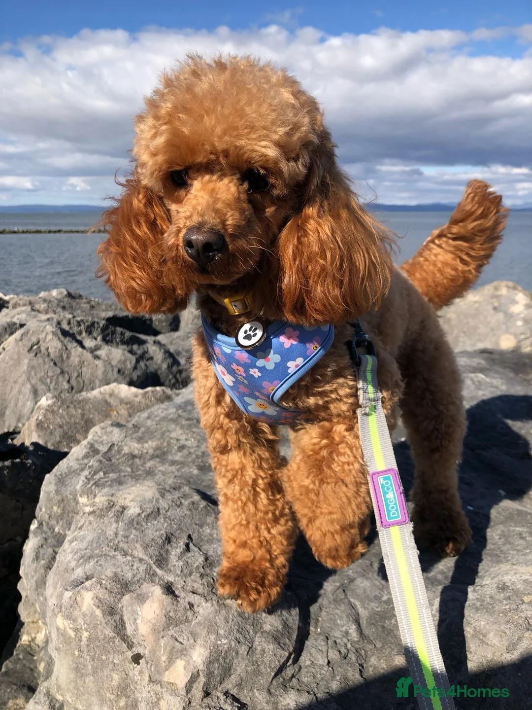 Toy Poodle dogs for sale: Red Toy Poodle  - Advert 12