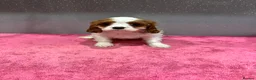Cavalier King Charles Spaniel dogs for sale: Adorable Cavalier King Charles Spaniels - Advert 4