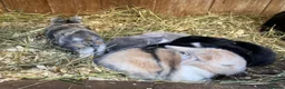 Mini Lop rabbits for sale: Mini lops Est since 2014  🩷 - Advert 1