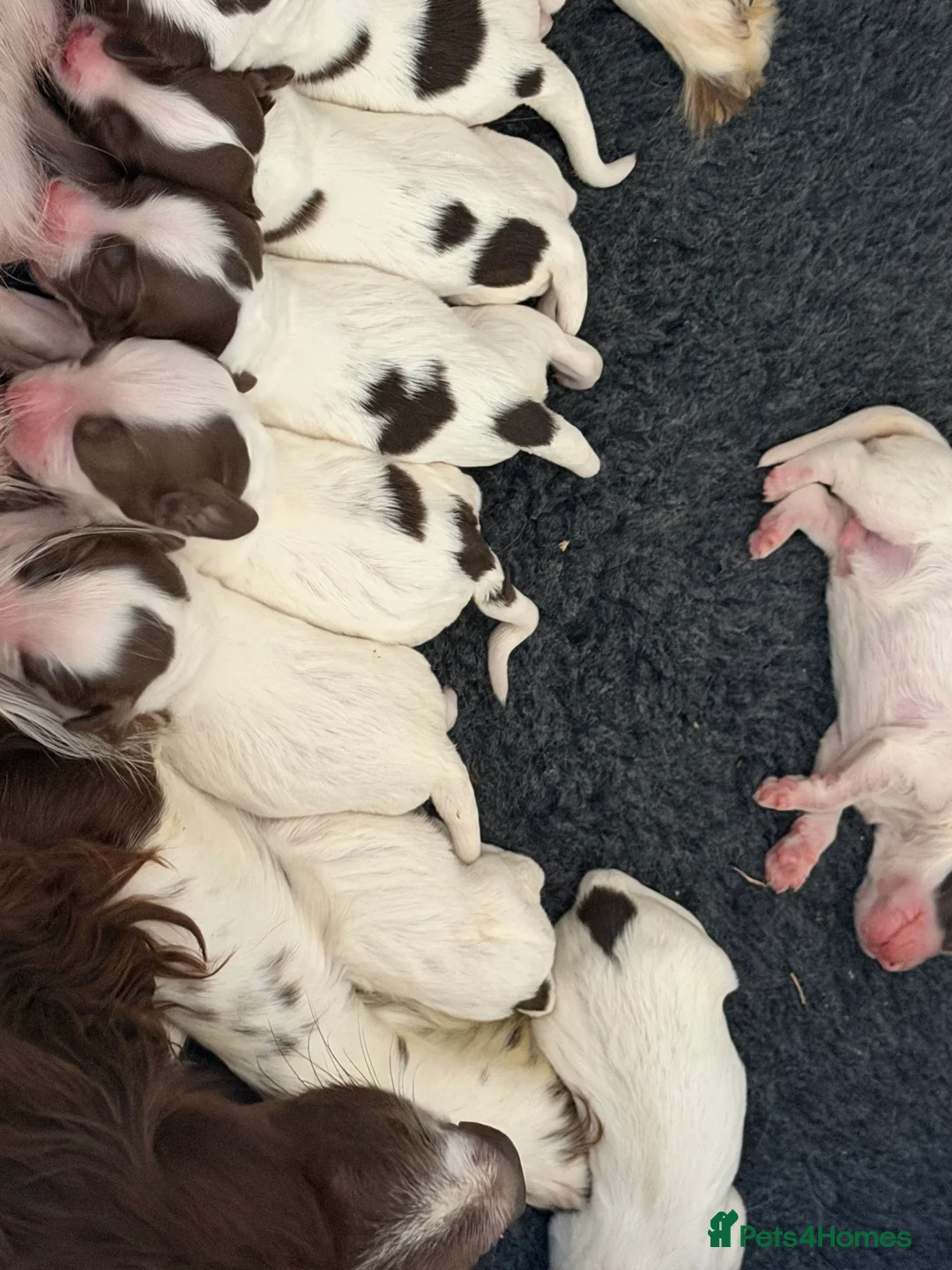 English Springer Spaniel dogs for sale: Two boys available from a Open fiekd trial winner - Advert 2