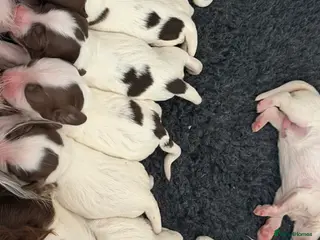 English Springer Spaniel dogs Two boys available from a Open fiekd trial winner - Advert 2