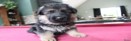 German Shepherd dogs for sale: Outstanding KC Registered German Shepherd Puppies in Newcastle upon Tyne - Advert 3