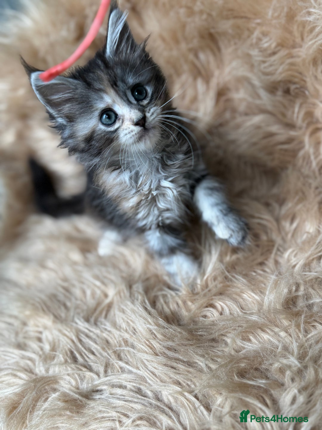 Maine Coon cats for sale: Stunning Mainecoon kittens ready now!!!! - Image 8