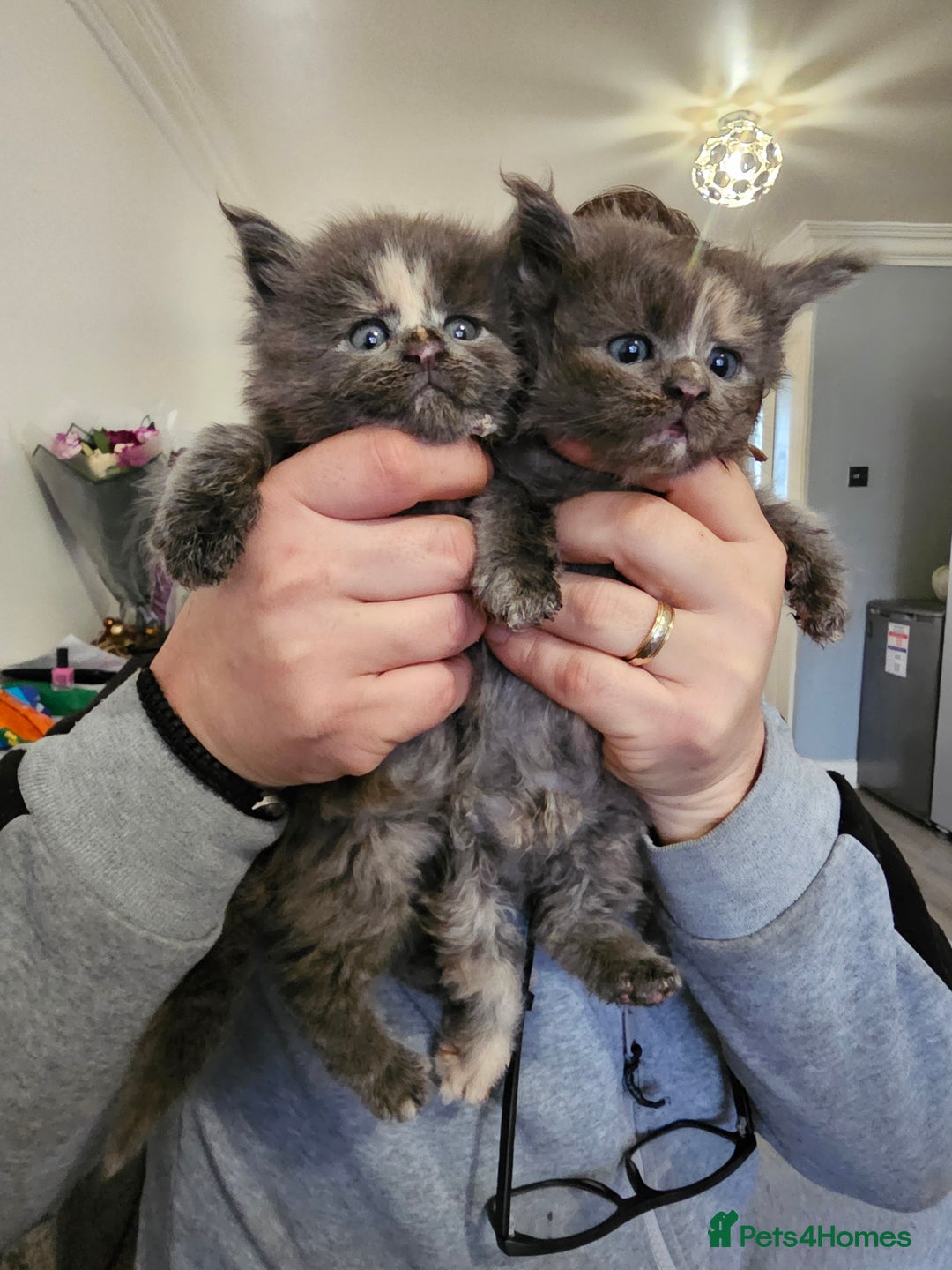 Maine Coon cats for sale: Maine Coon Kittens for Sale –2 Gi - Advert 2