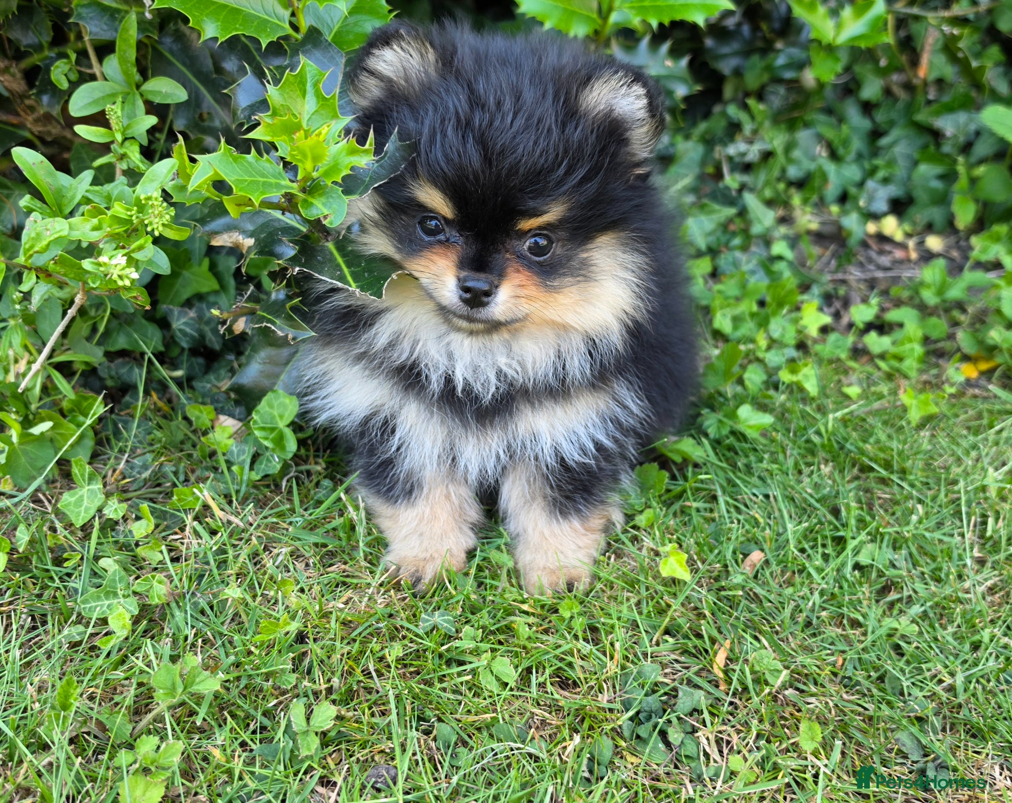 Pomeranian dogs for sale: Pomeranian puppies home raised  - Advert 17