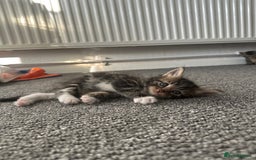 Mixed Breed cats for sale: KITTENS FOR SALE -READY TO LEAVE ON THE 5th 200£ - Image 7