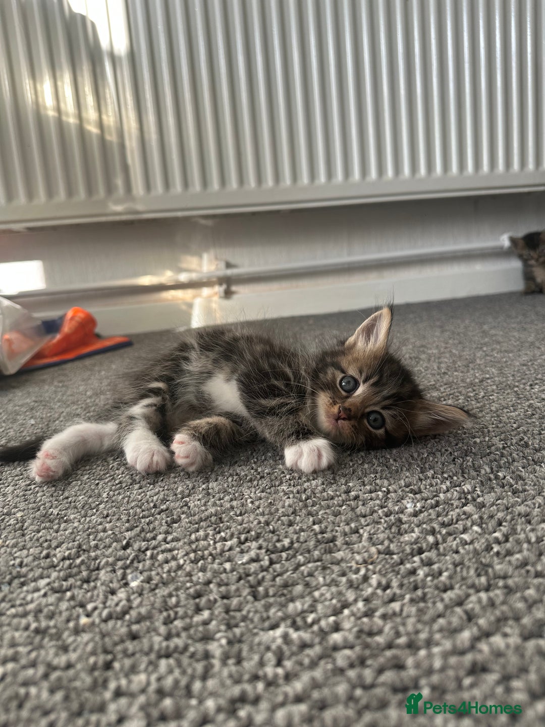 Mixed Breed cats for sale: KITTENS FOR SALE -READY TO LEAVE ON THE 5th 200£ - Image 7