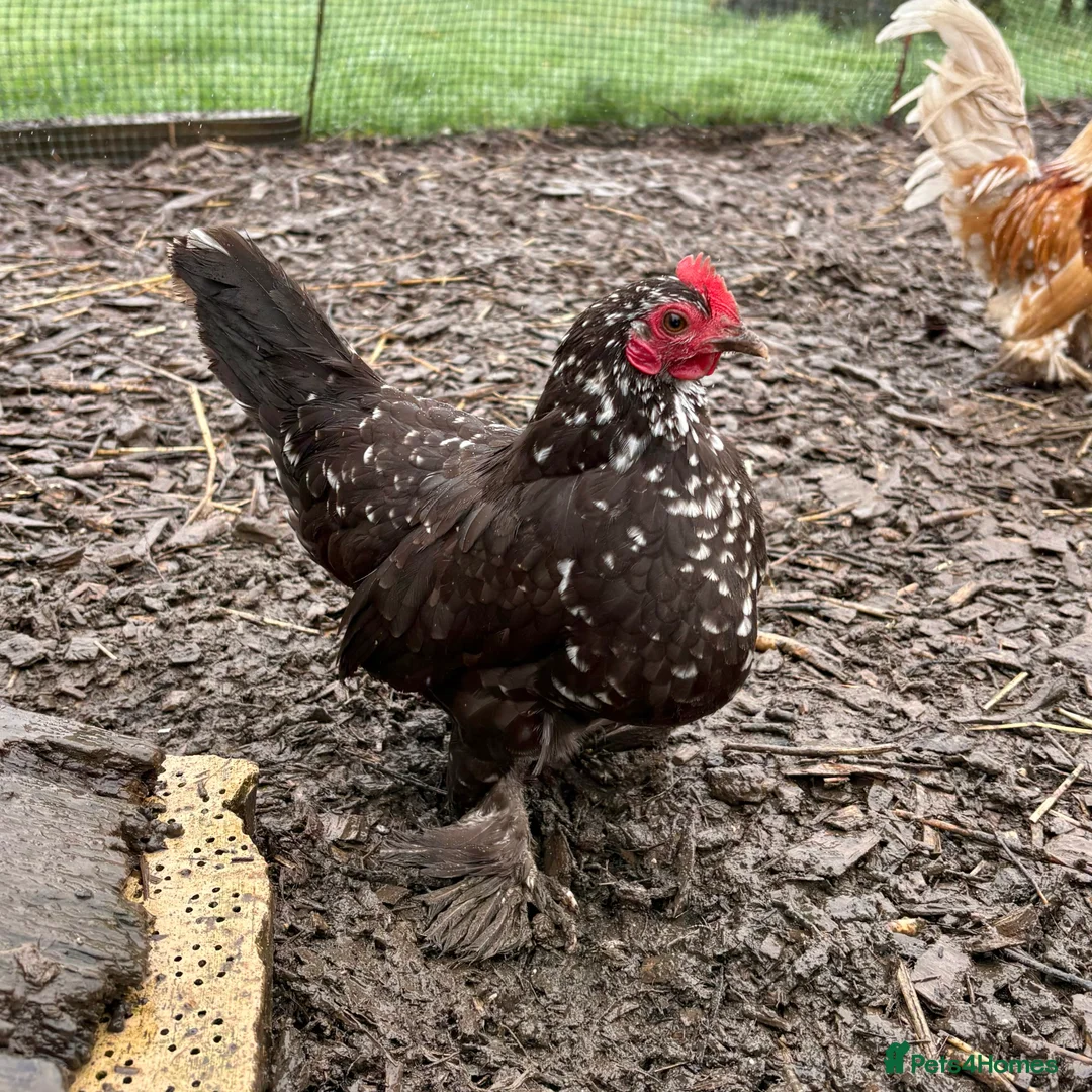 Chickens poultry for sale: Sablepoot/Booted Bantam Hens (5 for £100) - Advert 2