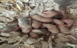 Rat rodents for sale: Babies rats, rex, dumbos and fancy - Image 36