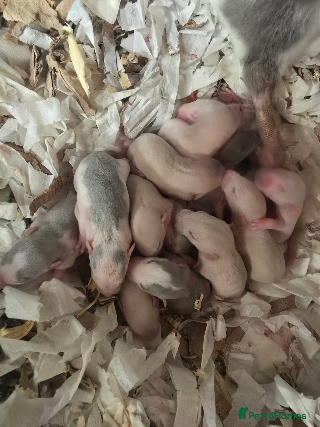 Rat rodents for sale: Babies rats, rex, dumbos and fancy - Image 36