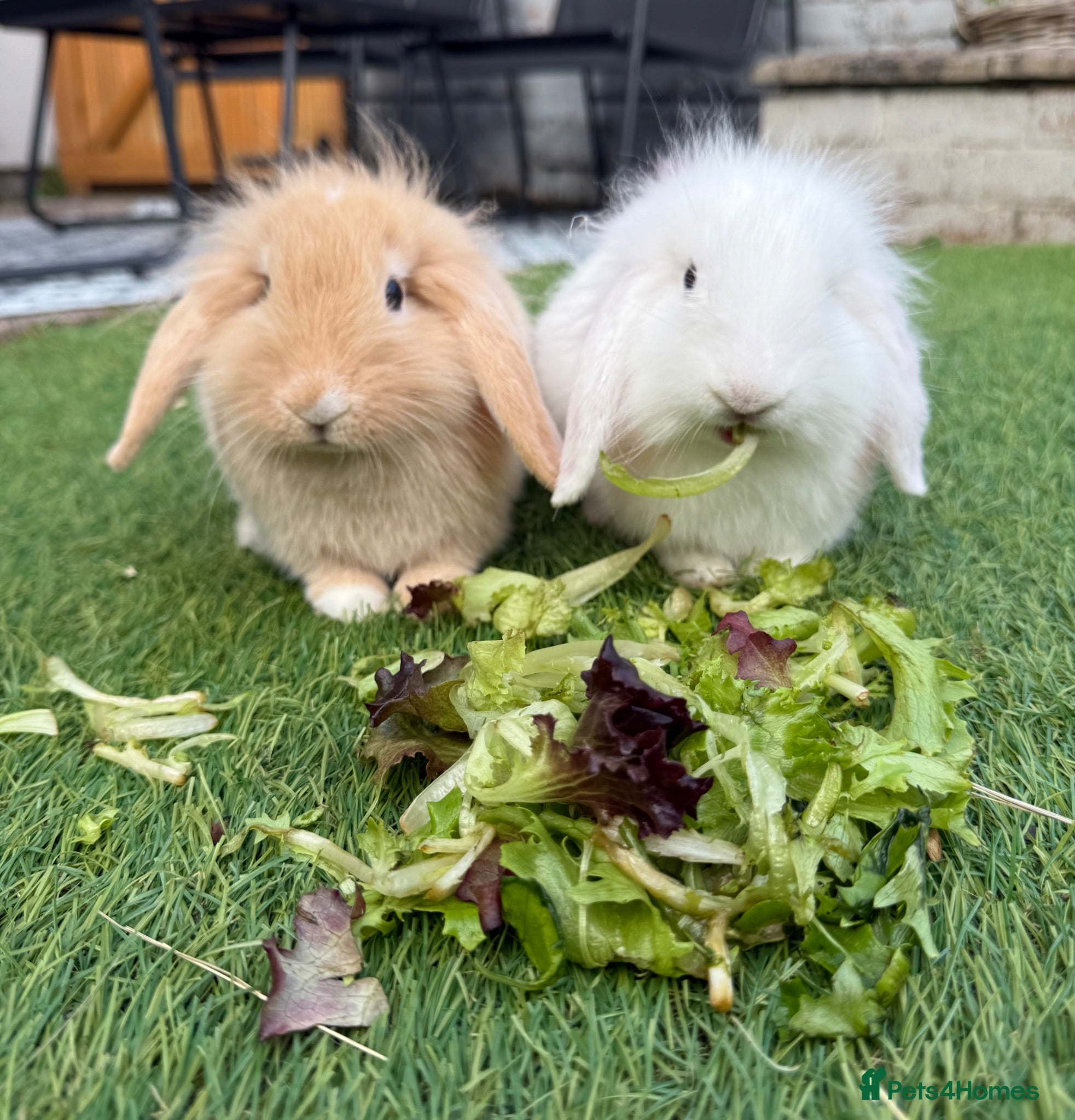 Mini Lion Lop rabbits 2 x Mini Lion Lop sisters  - Advert 8