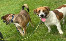 Mixed Breed dogs for adoption: Diego. Badersfield Norfolk  - Image 11