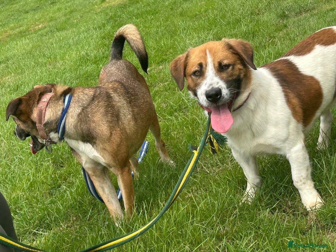 Mixed Breed dogs for adoption: Diego. Badersfield Norfolk  - Image 11