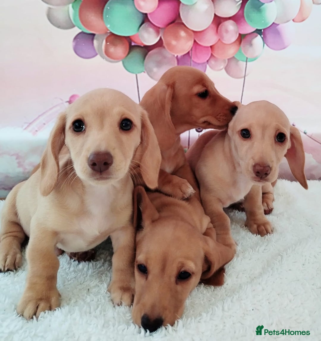 Miniature Dachshund dogs for sale: MINI CREAM DACHSHUND💥READY TO GO💥PRA CLEAR - Image 23
