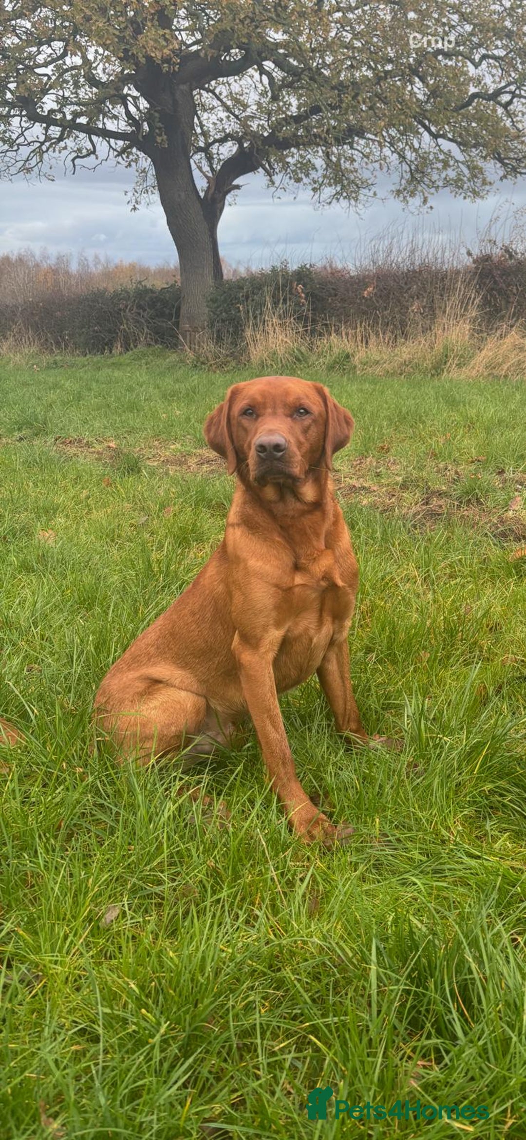 Labrador Retriever dogs for stud: Dark fox red labrador stud dog  - Advert 2