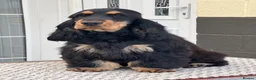 Cocker Spaniel dogs for sale: Quattro – Looking for a Loving Forever Family Home - Advert 2