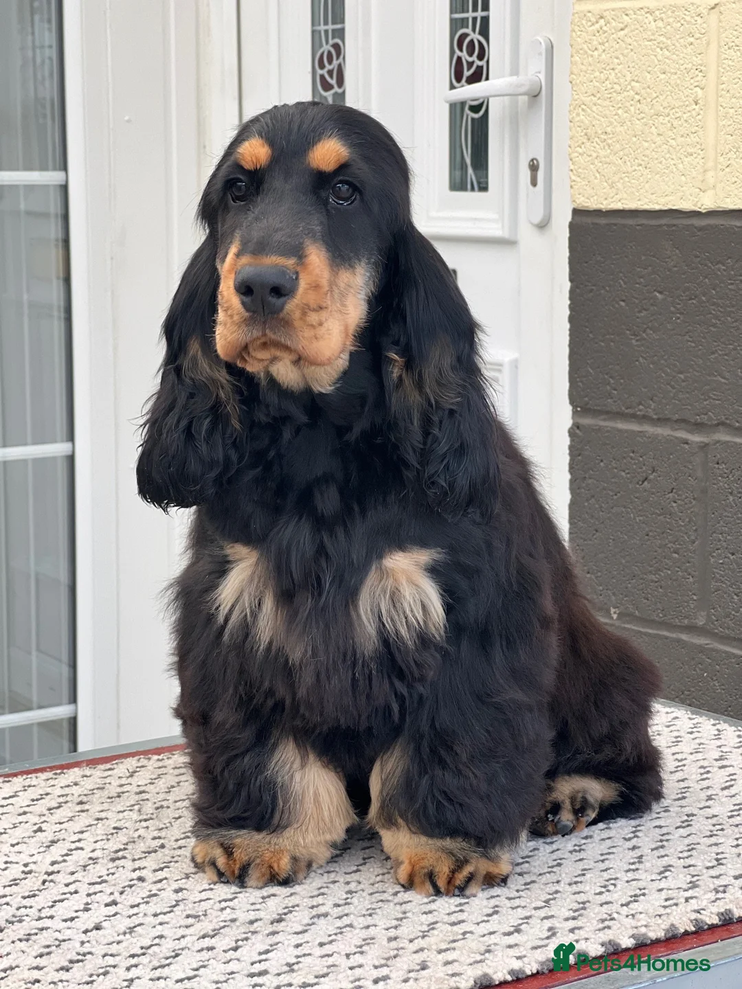 Cocker Spaniel dogs for sale: Quattro – Looking for a Loving Forever Family Home - Advert 2