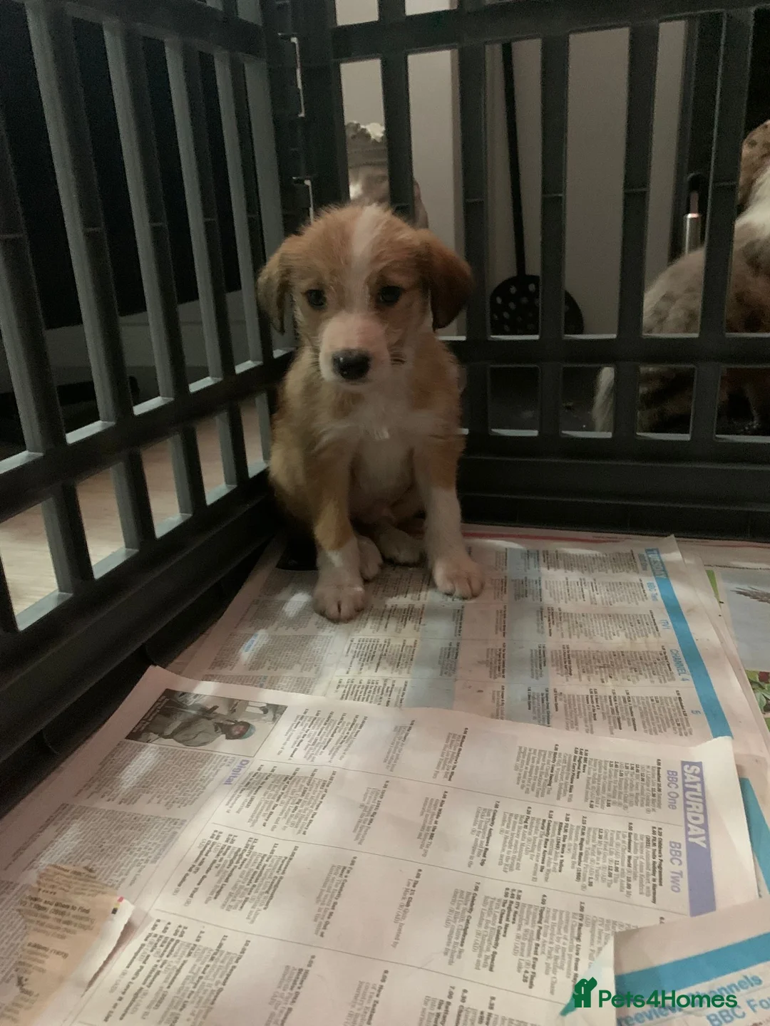 Mixed Breed dogs for sale: Old style Lurcher puppies - Advert 4