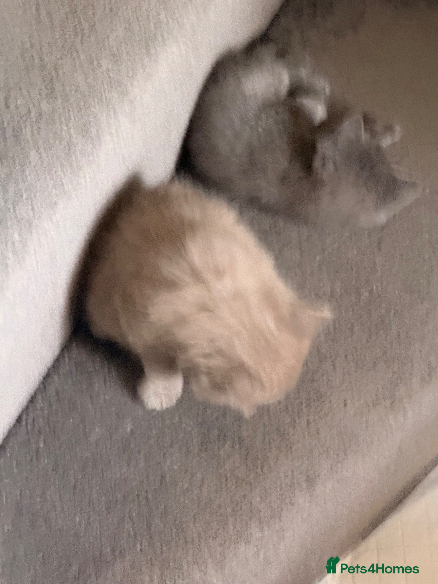 British Shorthair cats Amazing British shorthair kittens!!!… - Advert 2