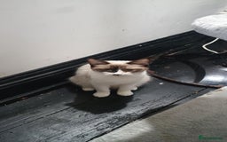 Ragdoll cats for sale: 3 quarters RAGDOLL KITTENS FOR SALE £150 - Image 3