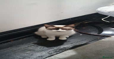 Ragdoll cats - Advert 2