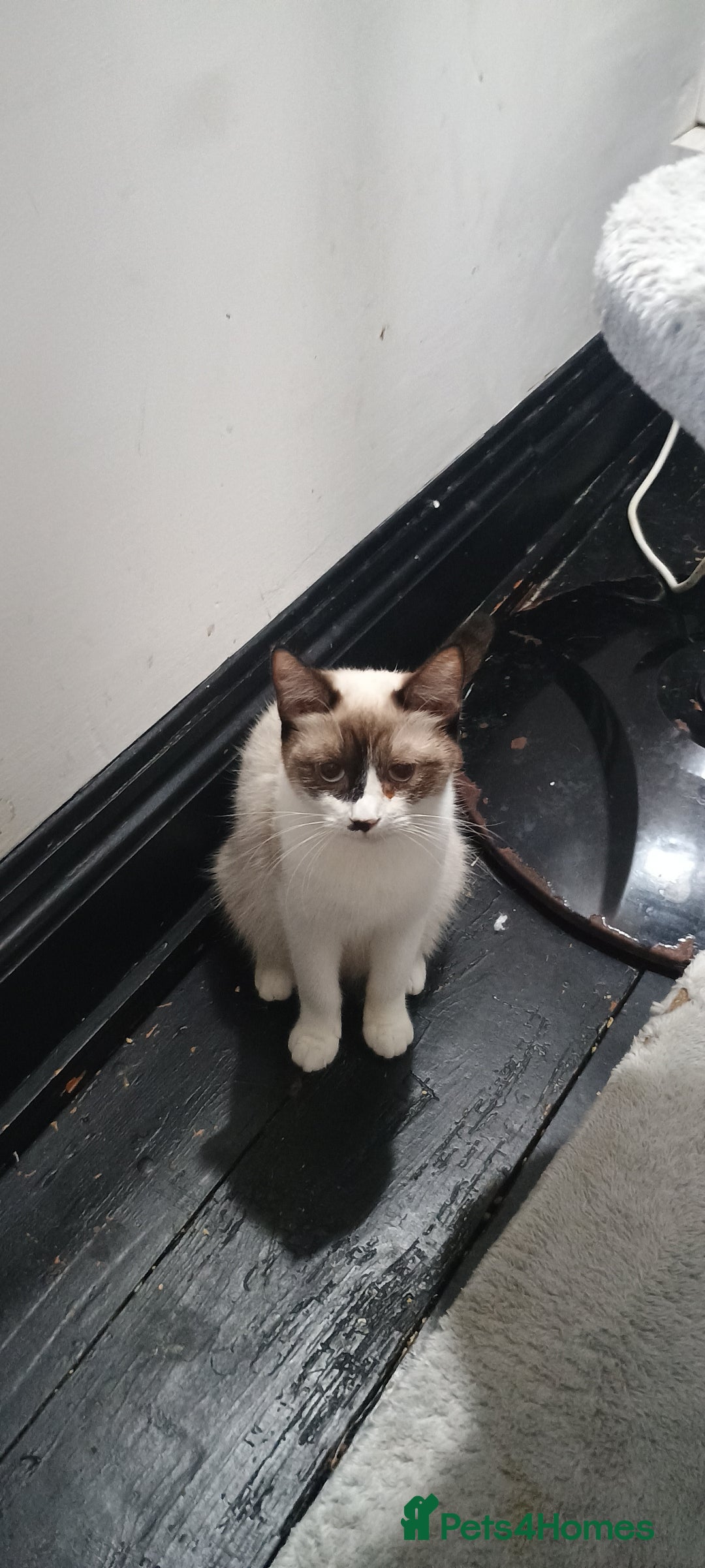 Ragdoll cats for sale: 3 quarters RAGDOLL KITTENS FOR SALE £150 - Image 3