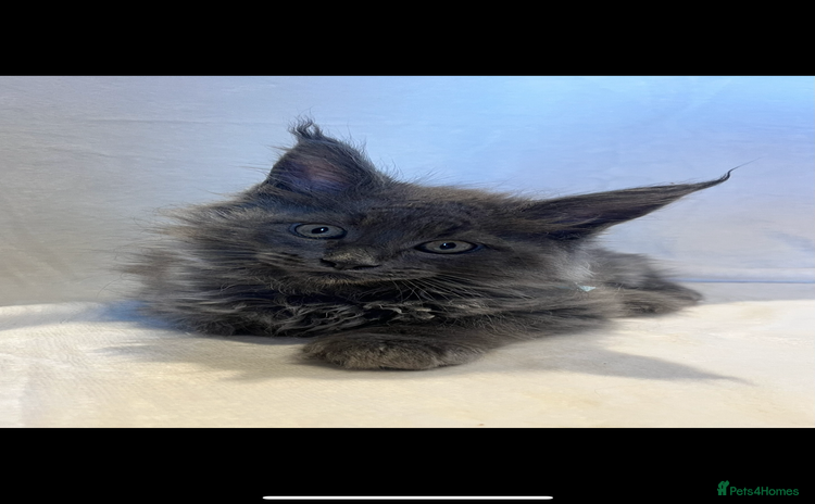 Maine Coon cats - Advert 3
