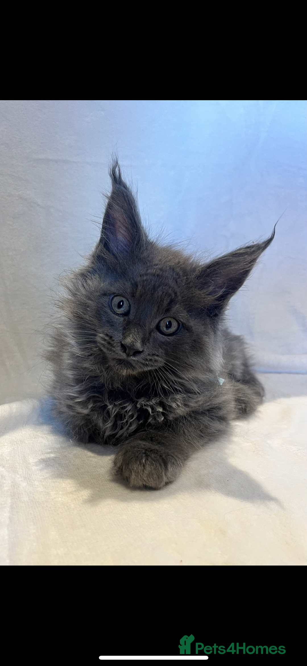Maine Coon cats for sale: STUNNING MAINE COON SMOKE (tica activereg ) - Image 1