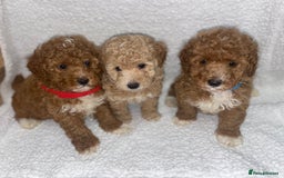 Toy Poodle dogs for sale: Toy poodles  - Image 2