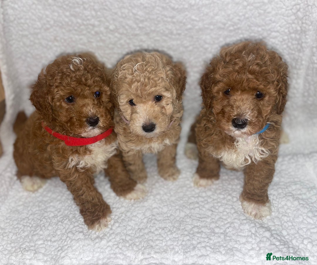 Toy Poodle dogs for sale: Toy poodles  - Image 2