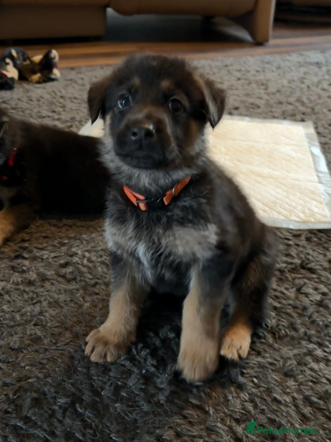Mixed Breed dogs for sale: Belgian malinois x German Shepherd puppies  - Advert 32