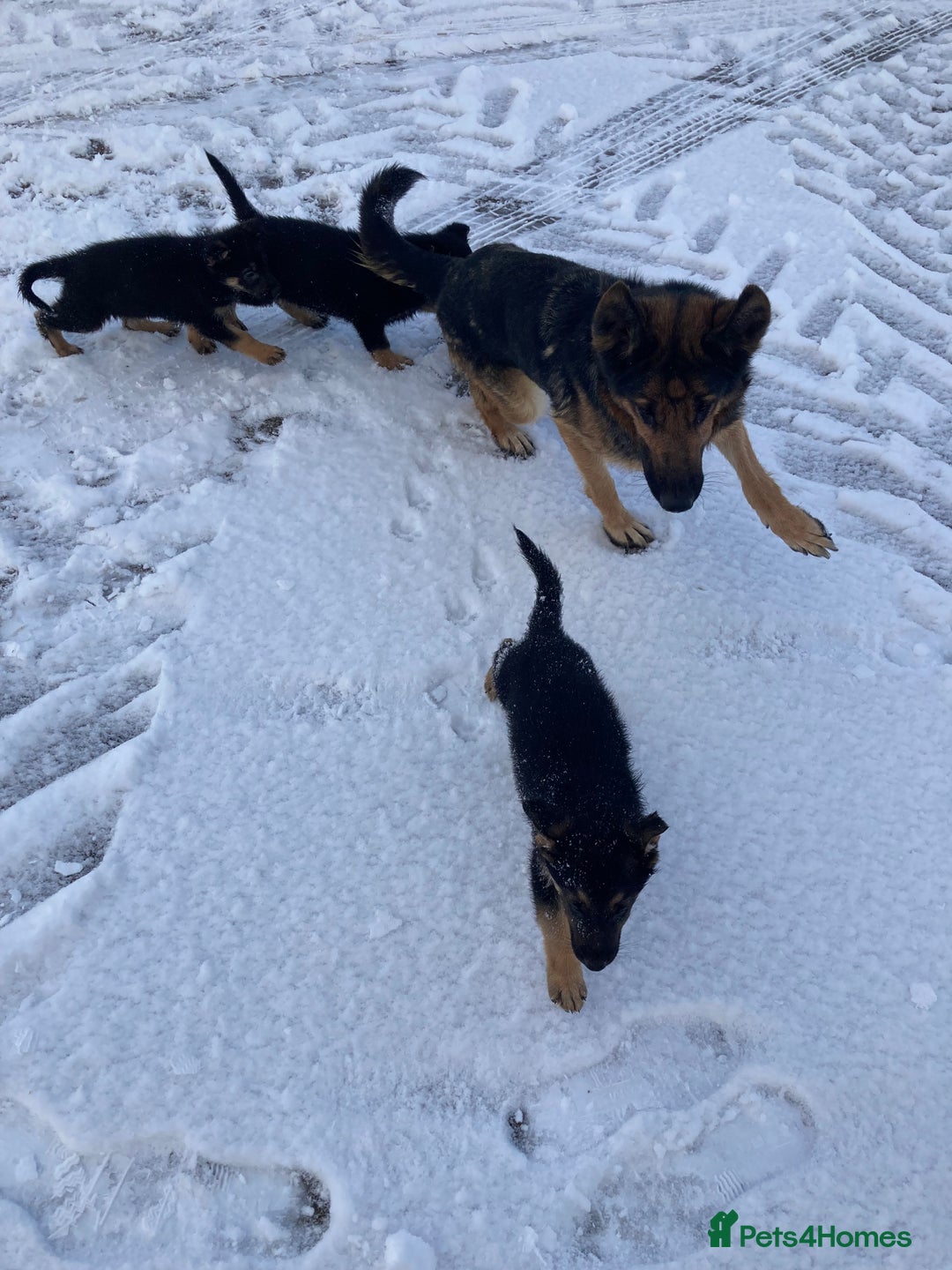 German Shepherd dogs for sale: Purebred German Shepard Male Puppies - Advert 3